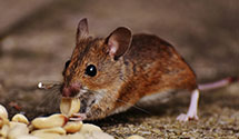24 Hour & Emergency Exterminators in Concord, NC